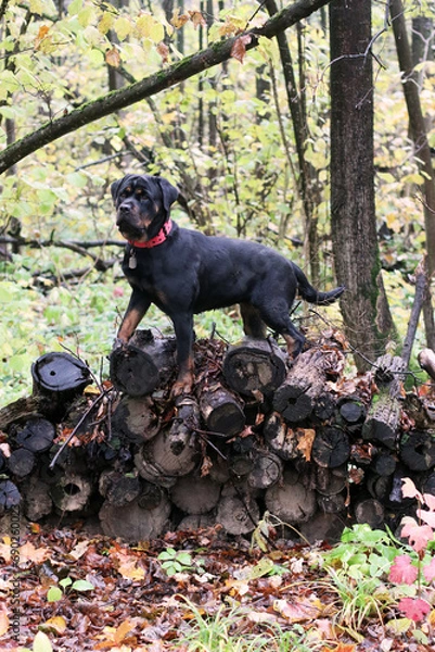 Fototapeta Rottweiler in the autumn forest