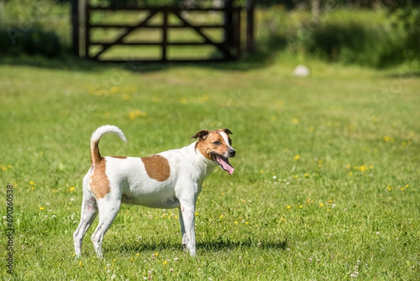 Fototapeta 7-year-old Danish-Swedish farm dog in countryside of Öland in Sweden. This breed, which originates from Denmark and southern Sweden is lively and friendly.