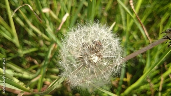 Fototapeta Krajobraz