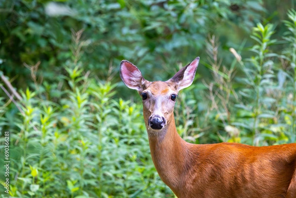 Fototapeta Whitetail Doe