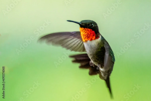 Fototapeta Ruby Throated Hummingbird