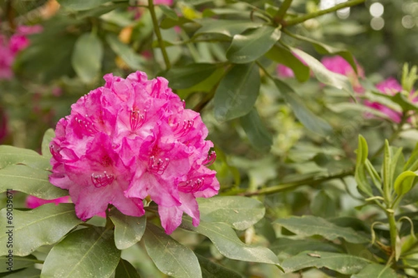 Obraz rhododendron