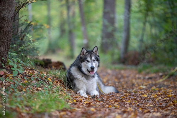 Fototapeta Un chien de race husky dans la nature