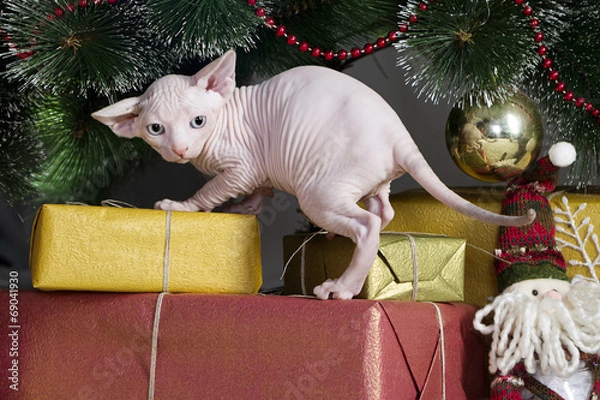 Fototapeta Canadian sphynx cat