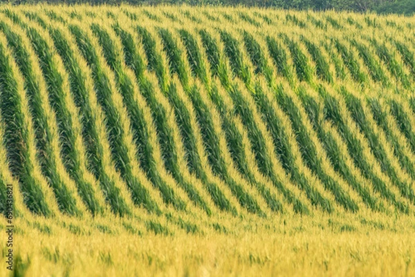 Obraz Corn rows pattern