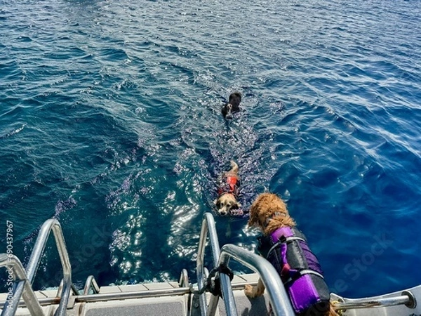 Fototapeta マリンショップtaitai／ゴールデンレトニエル／石垣島