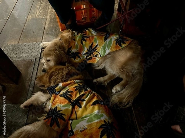 Fototapeta 鰓呼吸／ゴールデンレトニエル