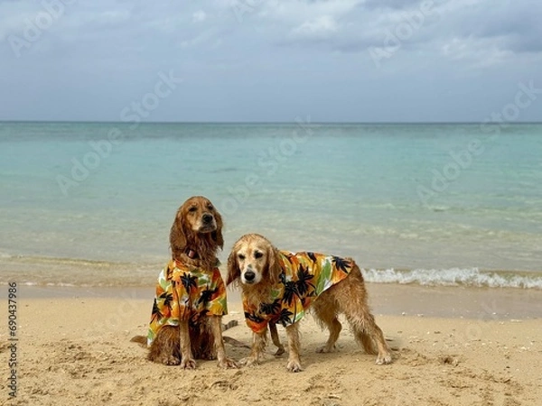 Fototapeta 平久保ビーチ／石垣島／ゴールデンレトニエル