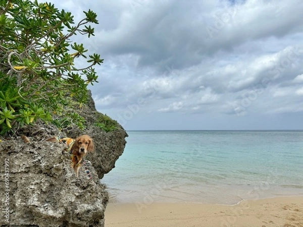 Fototapeta 平久保ビーチ／石垣島／ゴールデンレトニエル