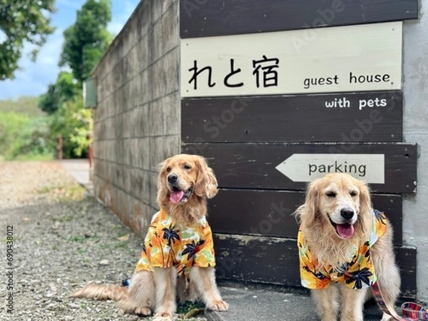 Fototapeta れと宿／ゴールデンレトニエル