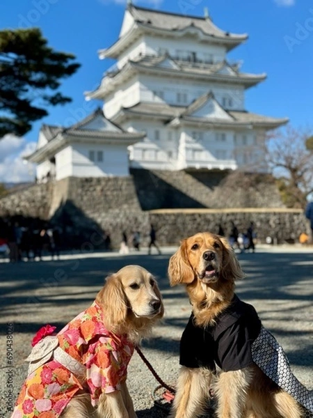 Fototapeta 小田原城／ゴールデンレトニエル