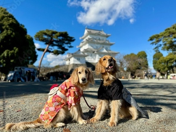 Obraz 小田原城／ゴールデンレトニエル
