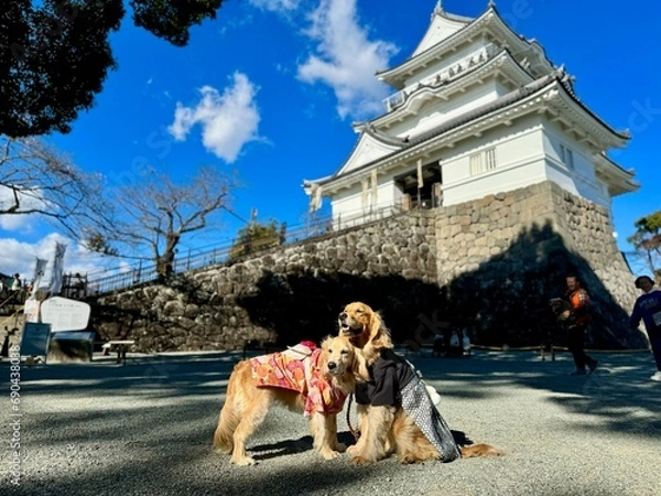 Fototapeta 小田原城／ゴールデンレトニエル