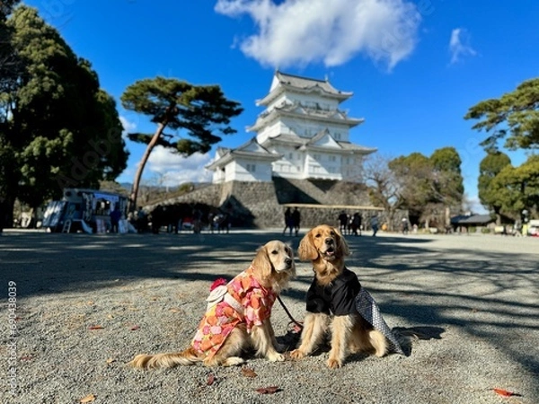 Fototapeta 小田原城／ゴールデンレトニエル