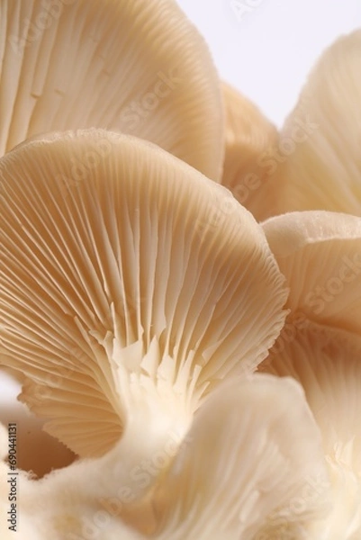 Fototapeta Fresh oyster mushrooms on white background, macro view