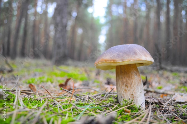 Fototapeta einsamer Steinpilz