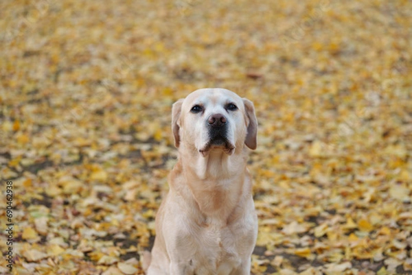 Obraz ラブラドールレトリバー 紅葉 labrador 大型犬 dogs