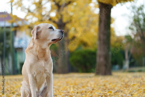 Obraz ラブラドールレトリバー 紅葉 labrador 大型犬 dogs