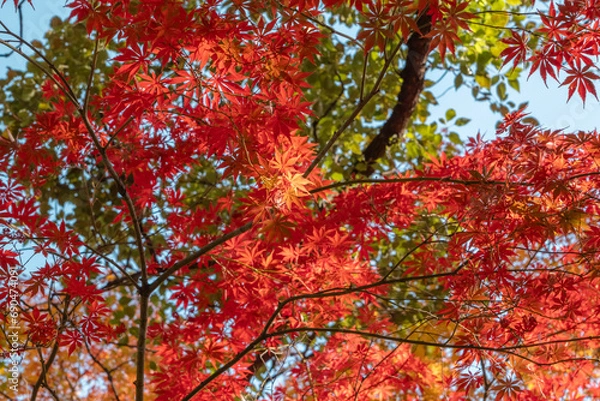 Fototapeta 秋・木漏れ日に当たり赤く染まった森の木々の葉の紅葉の風景背景　壁紙・日本・季節・四季・オレンジ・赤・楓・アウトドア