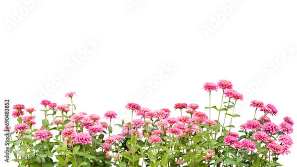 Obraz flower plant frame isolated