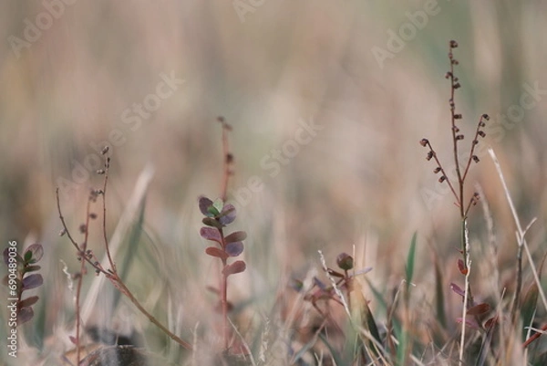 Obraz 芝生の中の小さな植物