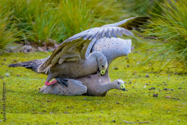 Fototapeta Cape Barren goose (Cereopsis novaehollandiae), Mating