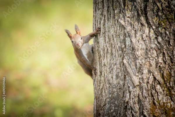 Obraz 北海道の10月、エゾリスは大忙し。