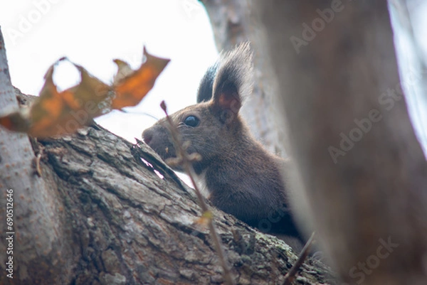 Obraz 北海道の10月、エゾリスの秋。