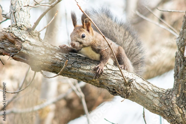 Obraz 北海道の10月、エゾリスの秋。