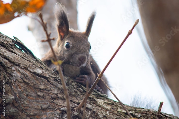 Obraz 北海道の10月、エゾリスの秋。