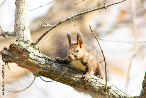Obraz 北海道の10月、エゾリスの秋。