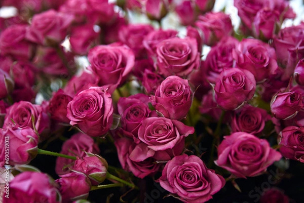 Fototapeta bunch of pink roses. The roses are in full bloom and the petals are a deep pink color close-up