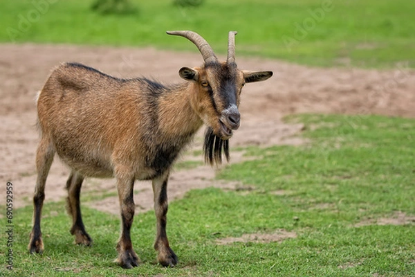 Fototapeta Goat in a clearing