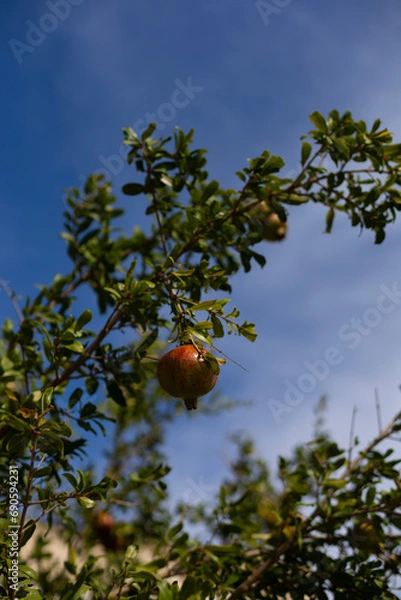 Fototapeta Pomegranates on a tree against a blue sky
