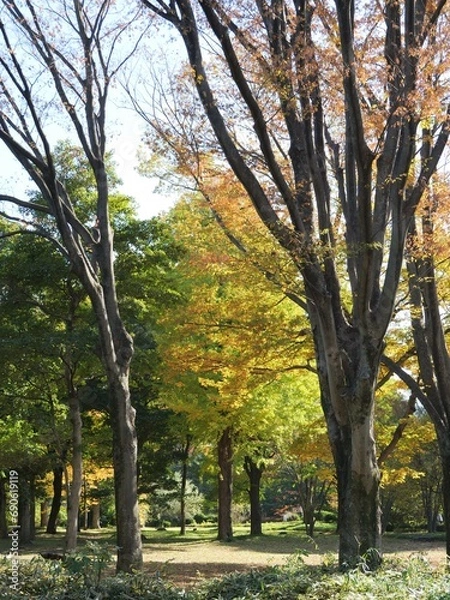 Obraz 北の丸公園の風景