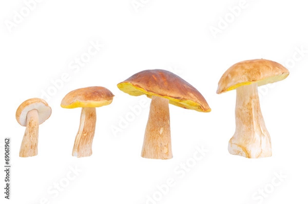 Fototapeta Steinpilz reihe