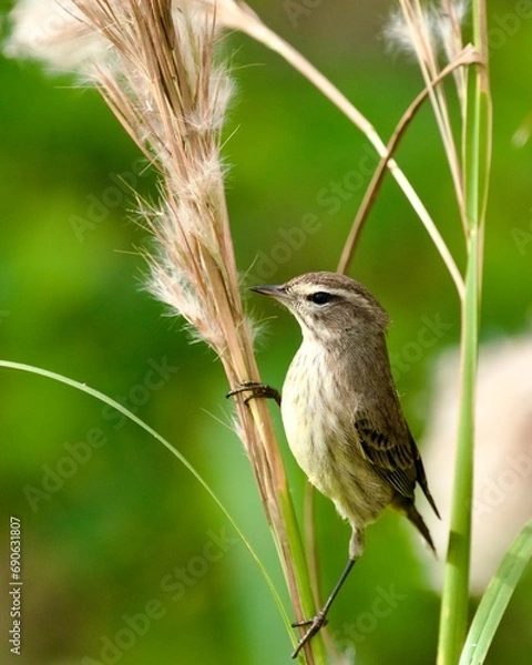 Obraz Palm Warbler on Marsh Reed