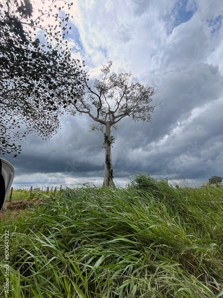 Fototapeta tree in the field