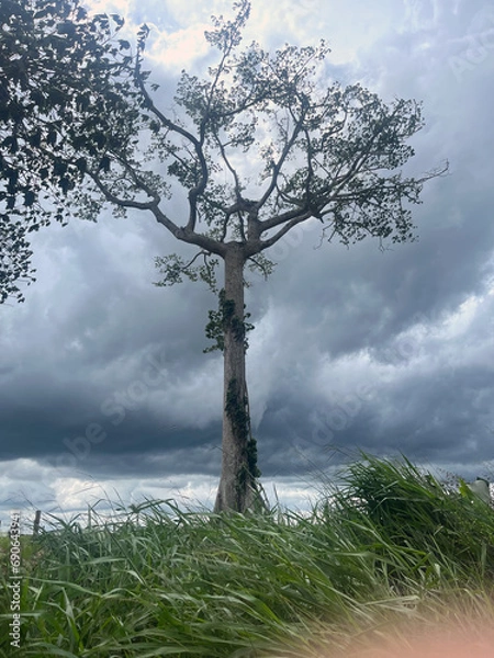 Fototapeta tree on the hill