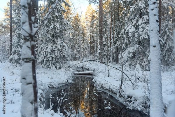 Fototapeta forest with stream in winter