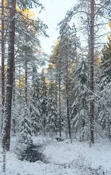 Fototapeta forest with stream in winter