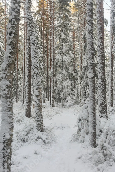 Fototapeta forest in winter