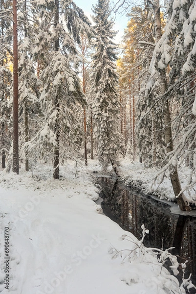 Fototapeta forest with stream in winter