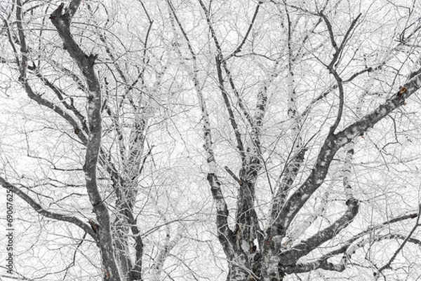 Fototapeta Bare winter trees with branches covered with white fluffy snow as background or wallpapers.