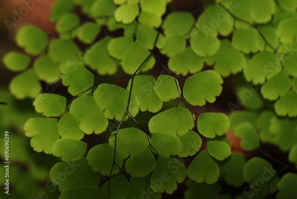 Obraz green leaves background
