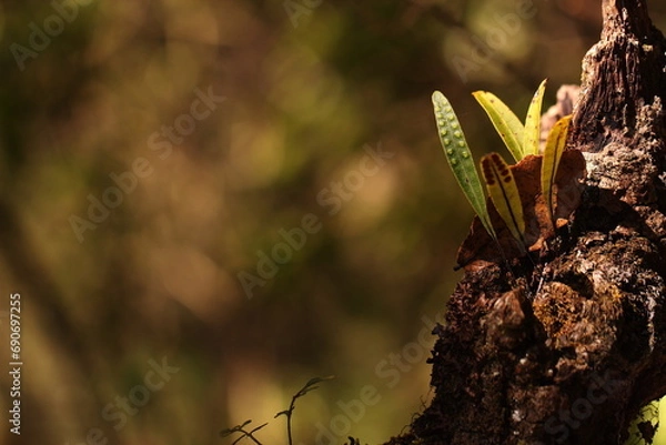 Obraz ferns leaves blurred background