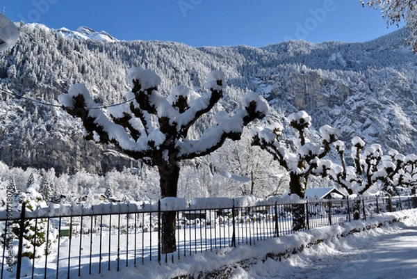 Obraz snow covered trees, snow covered wood