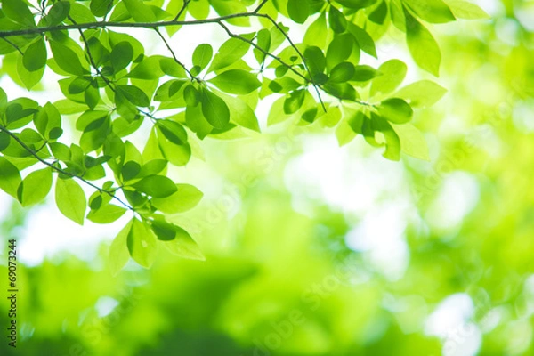 Obraz młode zielone liście