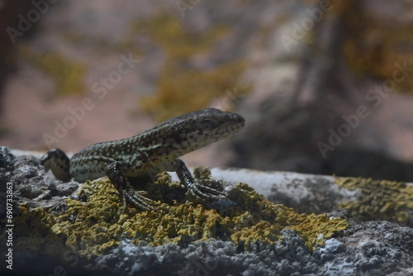 Fototapeta Lizard looking at camera resting on a stone