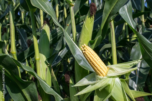 Fototapeta Reifer Mais